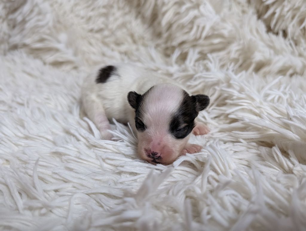 Des Perles Du Rangen - Chiot disponible  - Epagneul nain Continental (Papillon)