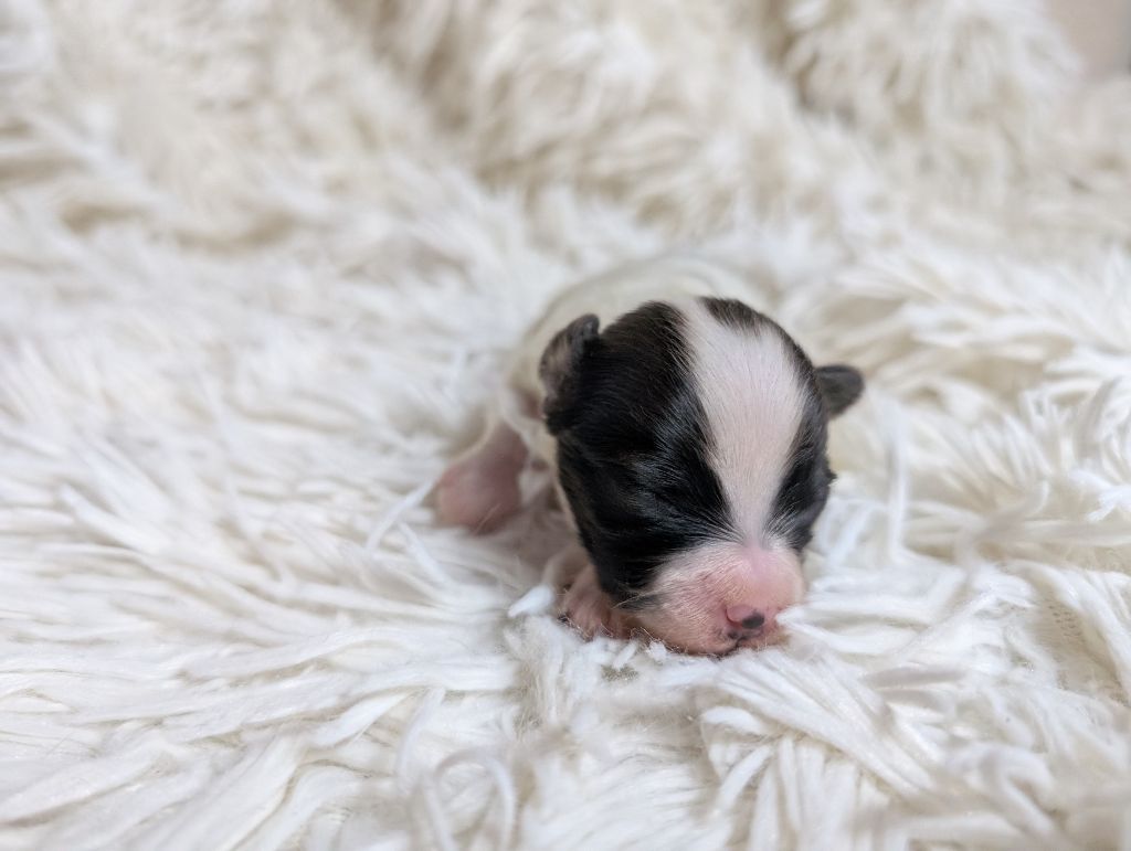 Des Perles Du Rangen - Chiot disponible  - Epagneul nain Continental (Papillon)