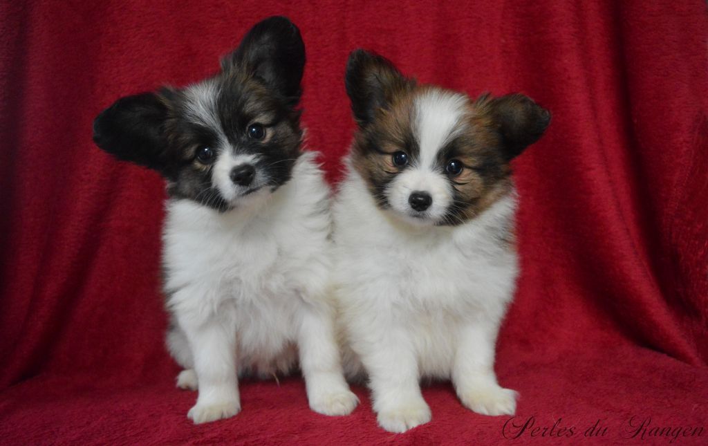 chiot Epagneul nain Continental (Papillon) Des Perles Du Rangen