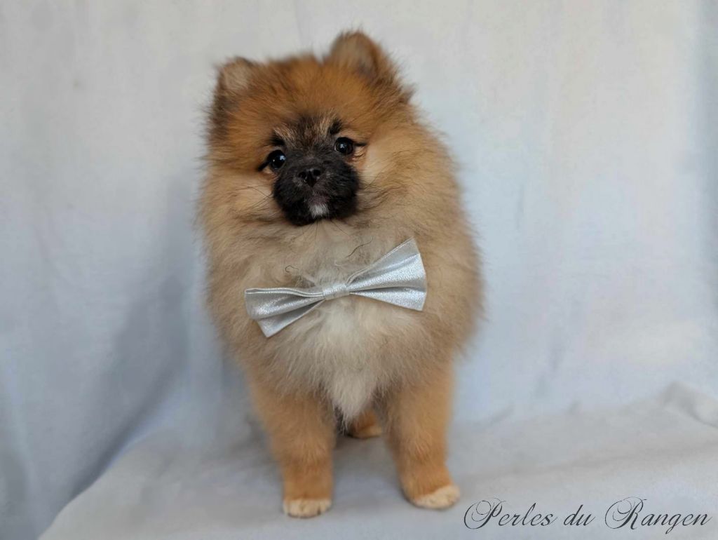 Des Perles Du Rangen - Chiot disponible  - Spitz allemand