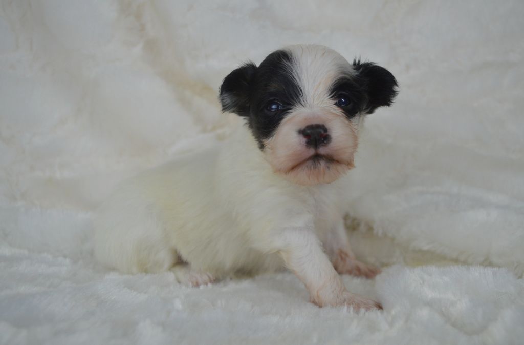 Des Perles Du Rangen - Chiot disponible  - Epagneul nain Continental (Papillon)