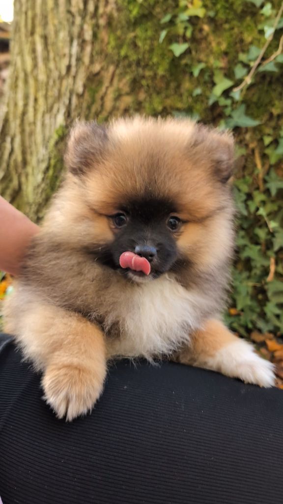 Des Perles Du Rangen - Chiot disponible  - Spitz allemand