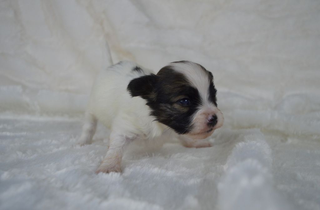 Des Perles Du Rangen - Chiot disponible  - Epagneul nain Continental (Papillon)