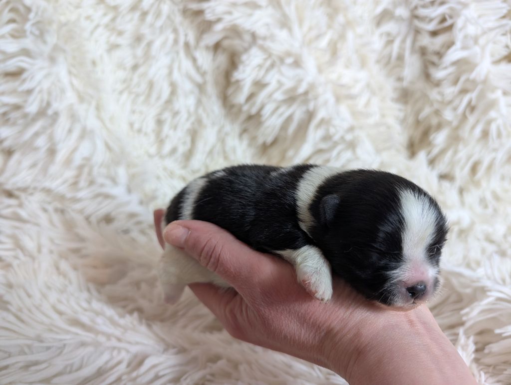 Des Perles Du Rangen - Chiot disponible  - Spitz allemand