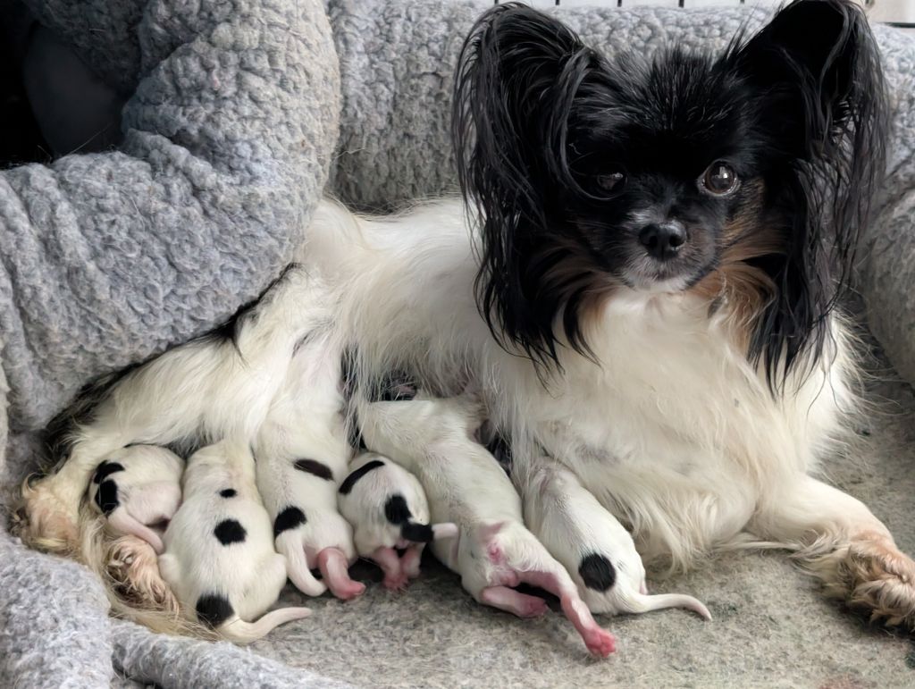 Des Perles Du Rangen - Chiot disponible  - Epagneul nain Continental (Papillon)