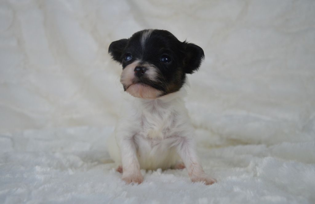 Des Perles Du Rangen - Chiot disponible  - Epagneul nain Continental (Papillon)