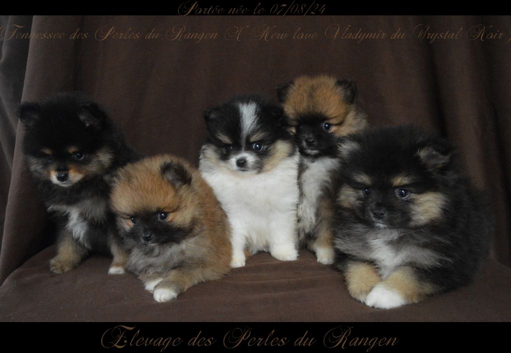 chiot Spitz allemand Des Perles Du Rangen