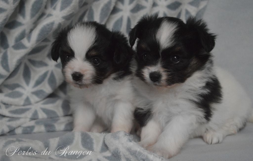 chiot Epagneul nain Continental (Papillon) Des Perles Du Rangen