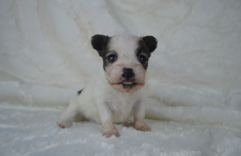 Des Perles Du Rangen - Chiot disponible  - Epagneul nain Continental (Papillon)