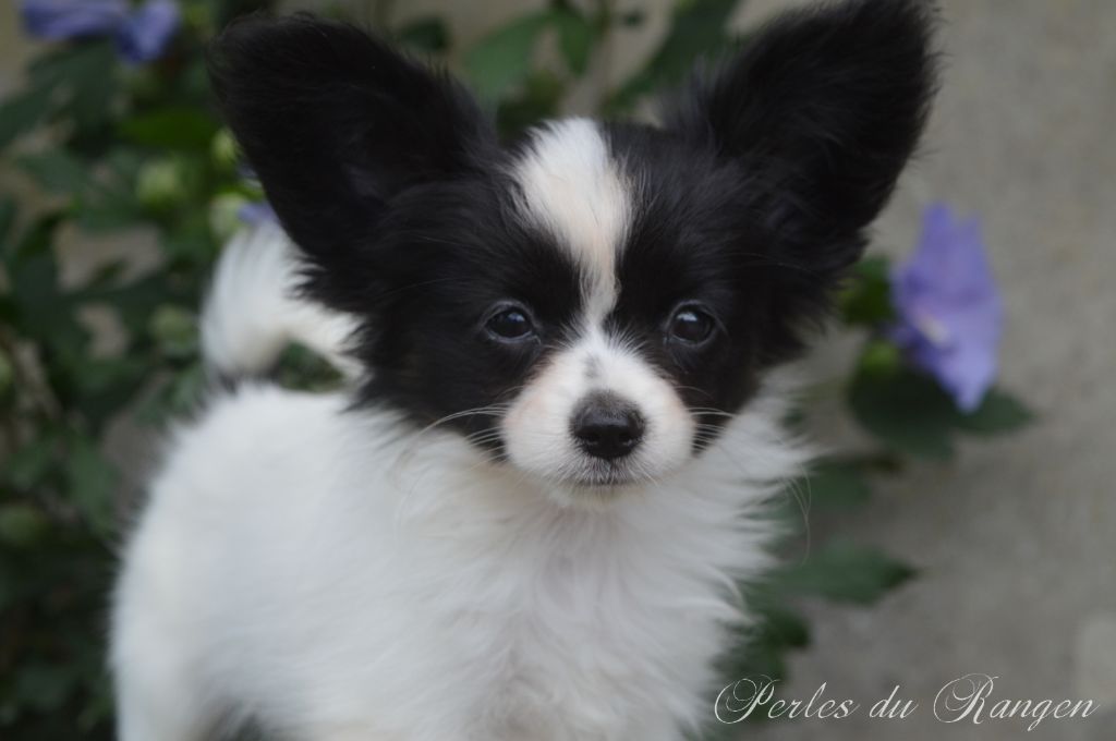 Des Perles Du Rangen - Chiot disponible  - Epagneul nain Continental (Papillon)