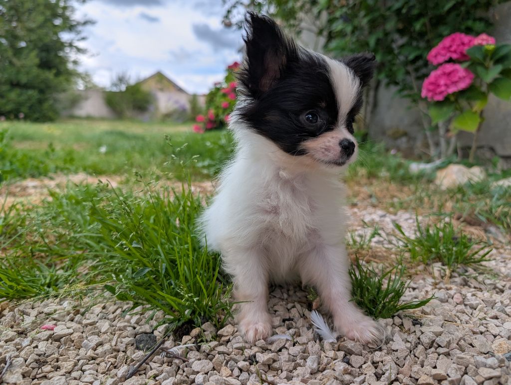 Des Perles Du Rangen - Chiots disponibles - Epagneul nain Continental (Papillon)