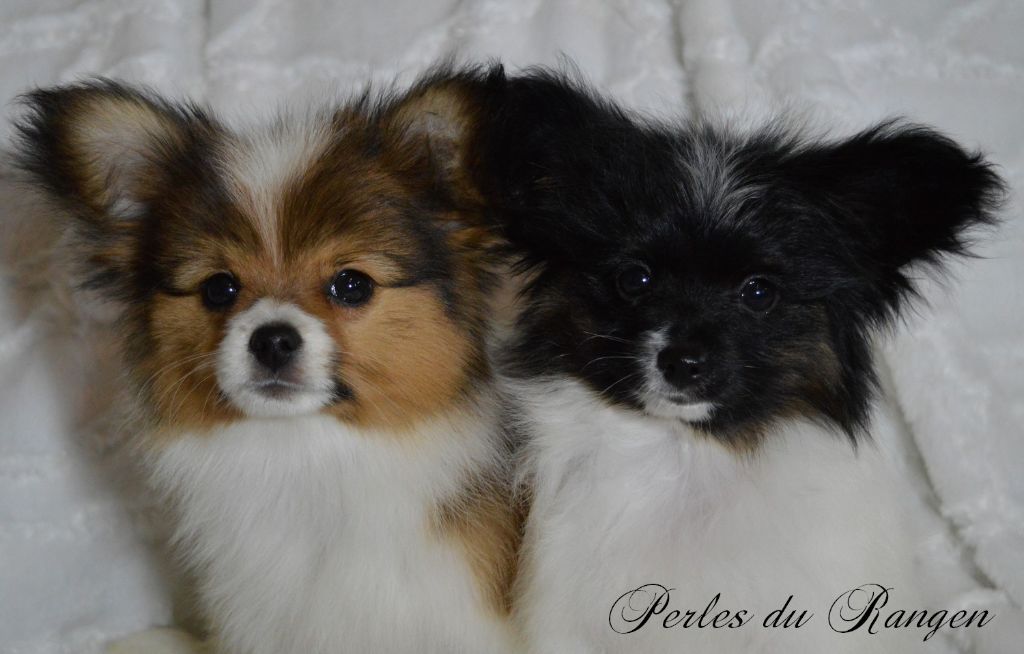 Chiot Epagneul nain Continental (Papillon) Des Perles Du Rangen