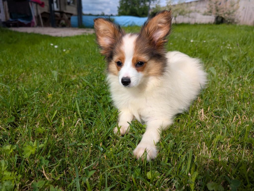 Des Perles Du Rangen - Chiots disponibles - Epagneul nain Continental (Papillon)