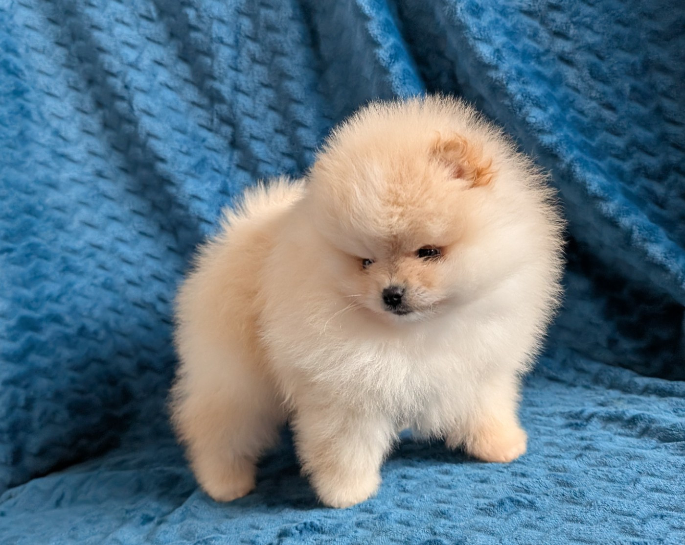 Des Perles Du Rangen - Chiots disponibles - Spitz allemand