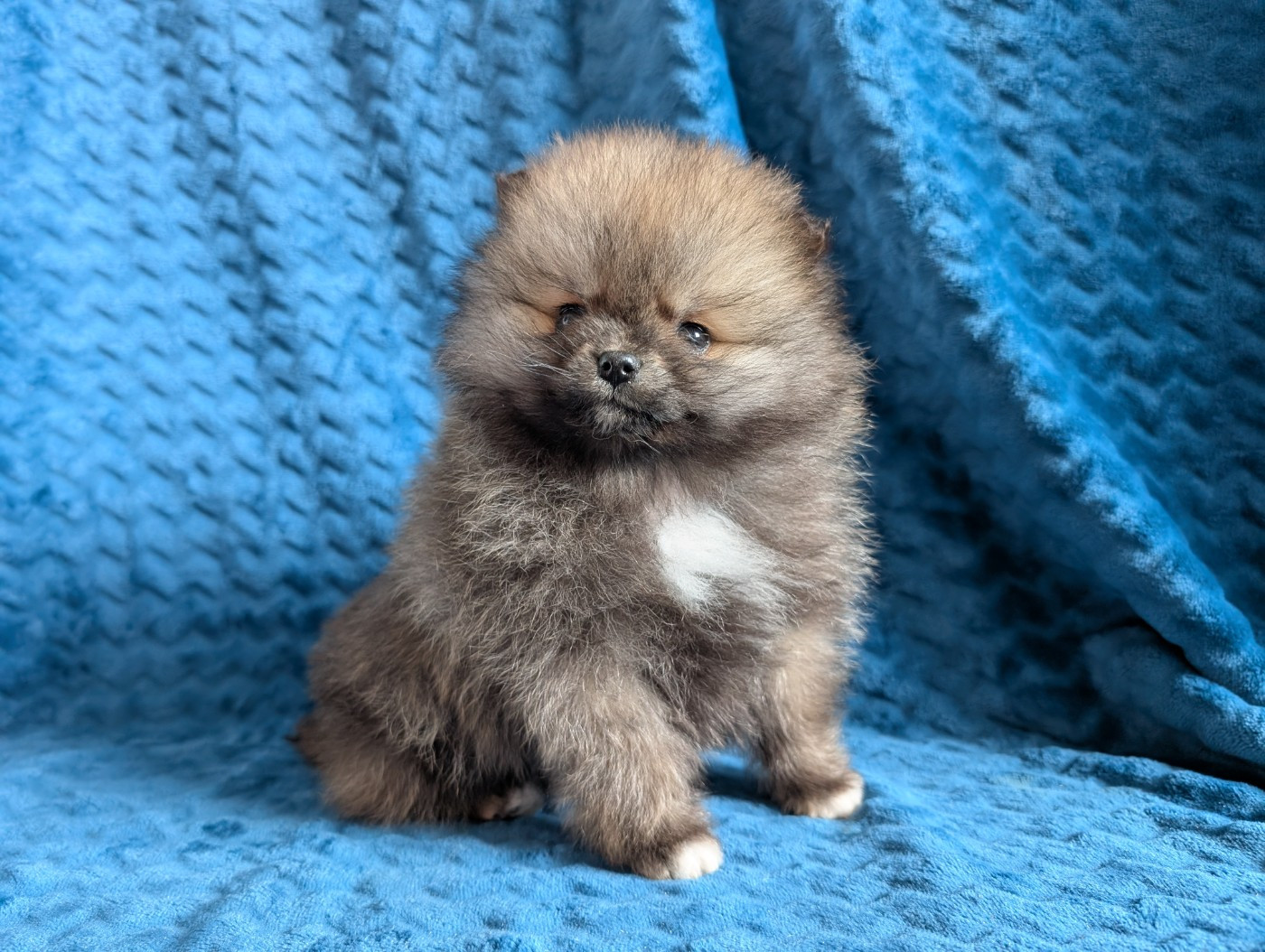 Des Perles Du Rangen - Spitz allemand - Portée née le 27/01/2026