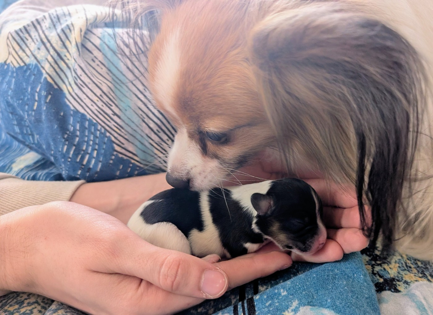 Des Perles Du Rangen - Chiots disponibles - Epagneul nain Continental (Papillon)