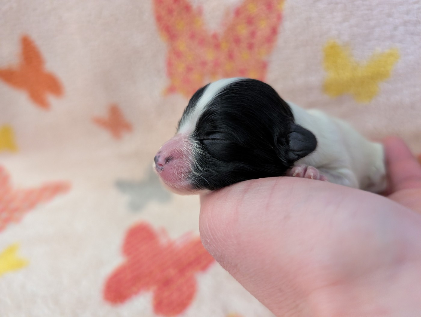 Des Perles Du Rangen - Chiots disponibles - Epagneul nain Continental (Papillon)