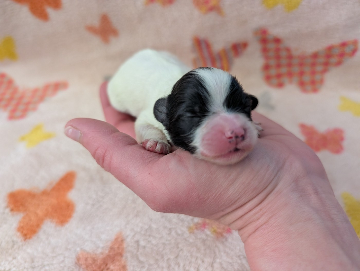 Des Perles Du Rangen - Chiots disponibles - Epagneul nain Continental (Papillon)