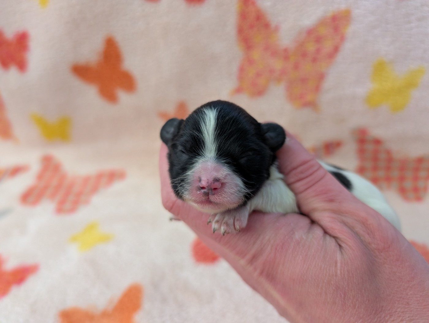 Des Perles Du Rangen - Chiots disponibles - Epagneul nain Continental (Papillon)