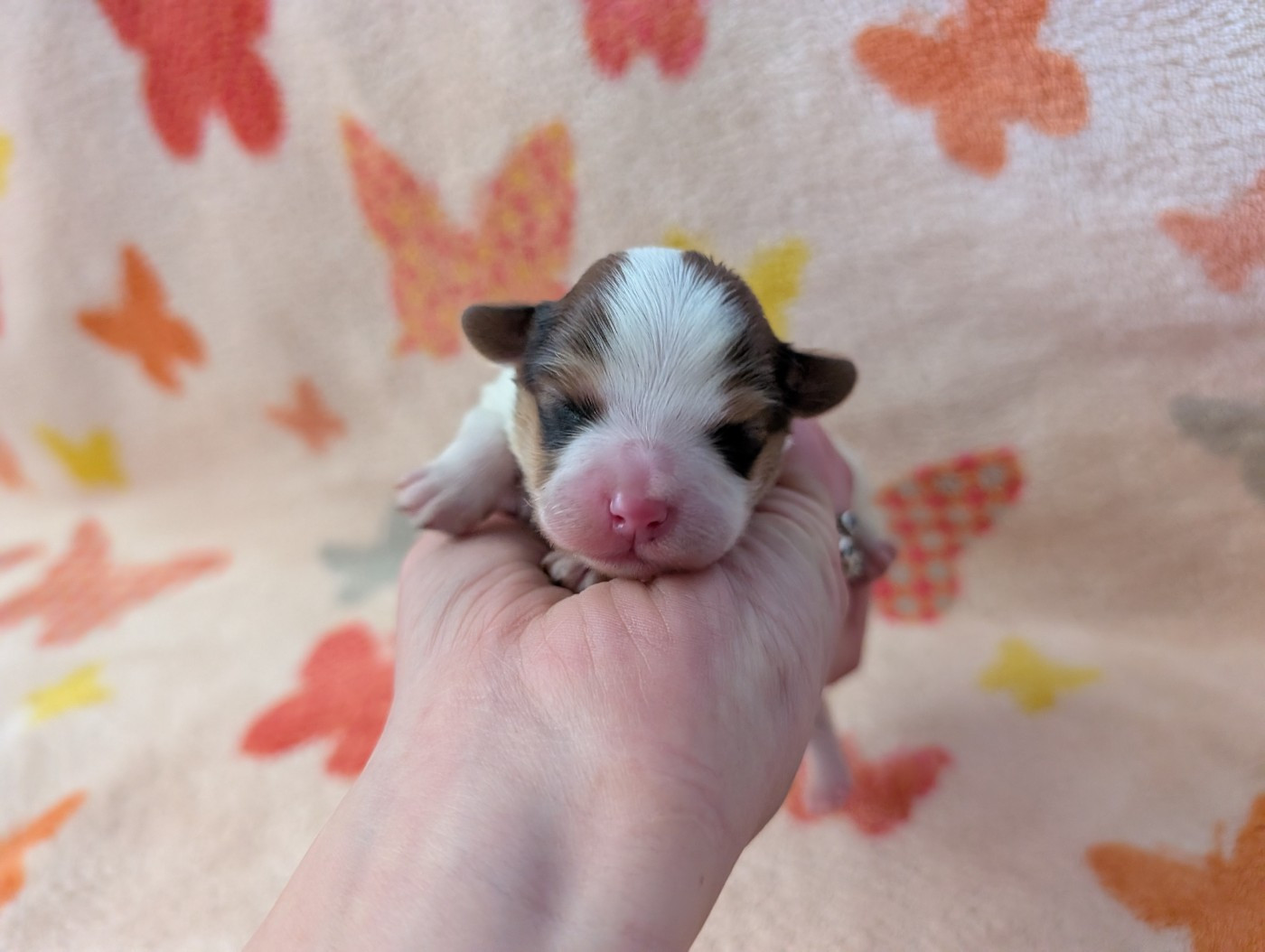 Des Perles Du Rangen - Chiots disponibles - Epagneul nain Continental (Papillon)