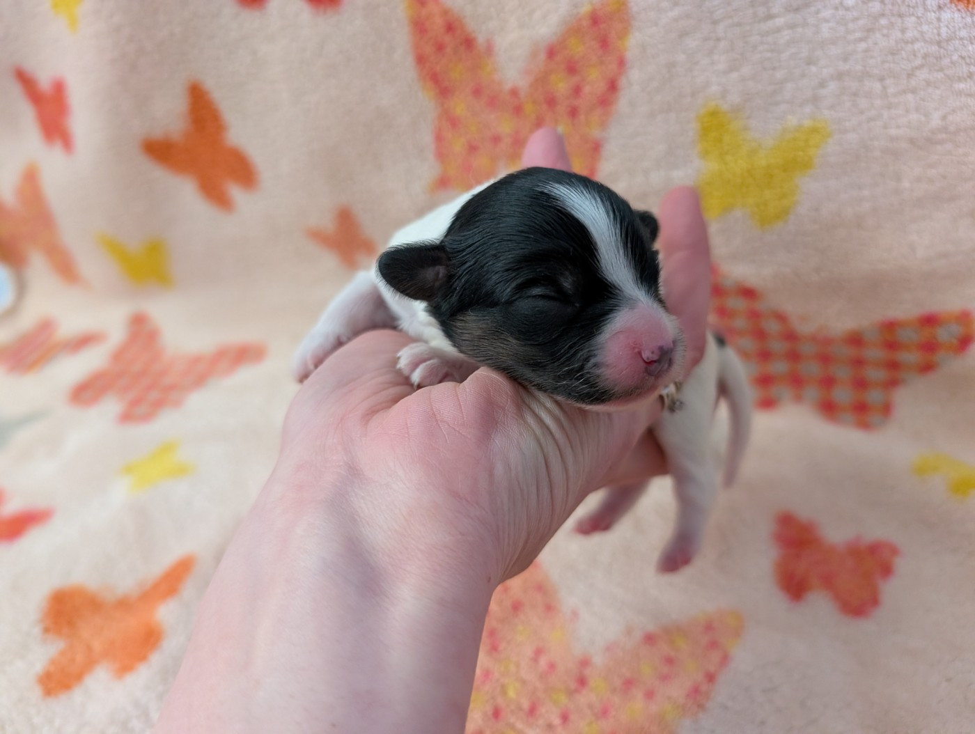 Des Perles Du Rangen - Chiots disponibles - Epagneul nain Continental (Papillon)