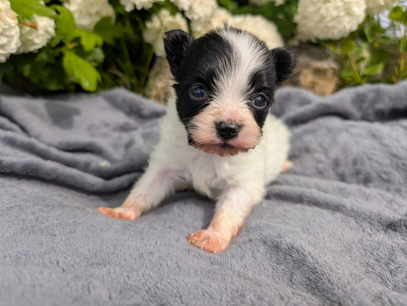 Des Perles Du Rangen - Chiots disponibles - Epagneul nain Continental (Papillon)