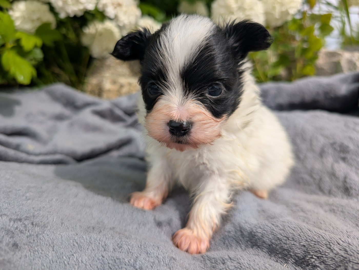 Des Perles Du Rangen - Chiots disponibles - Epagneul nain Continental (Papillon)
