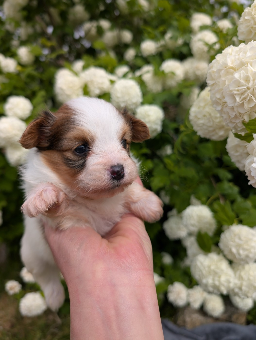 Des Perles Du Rangen - Chiots disponibles - Epagneul nain Continental (Papillon)