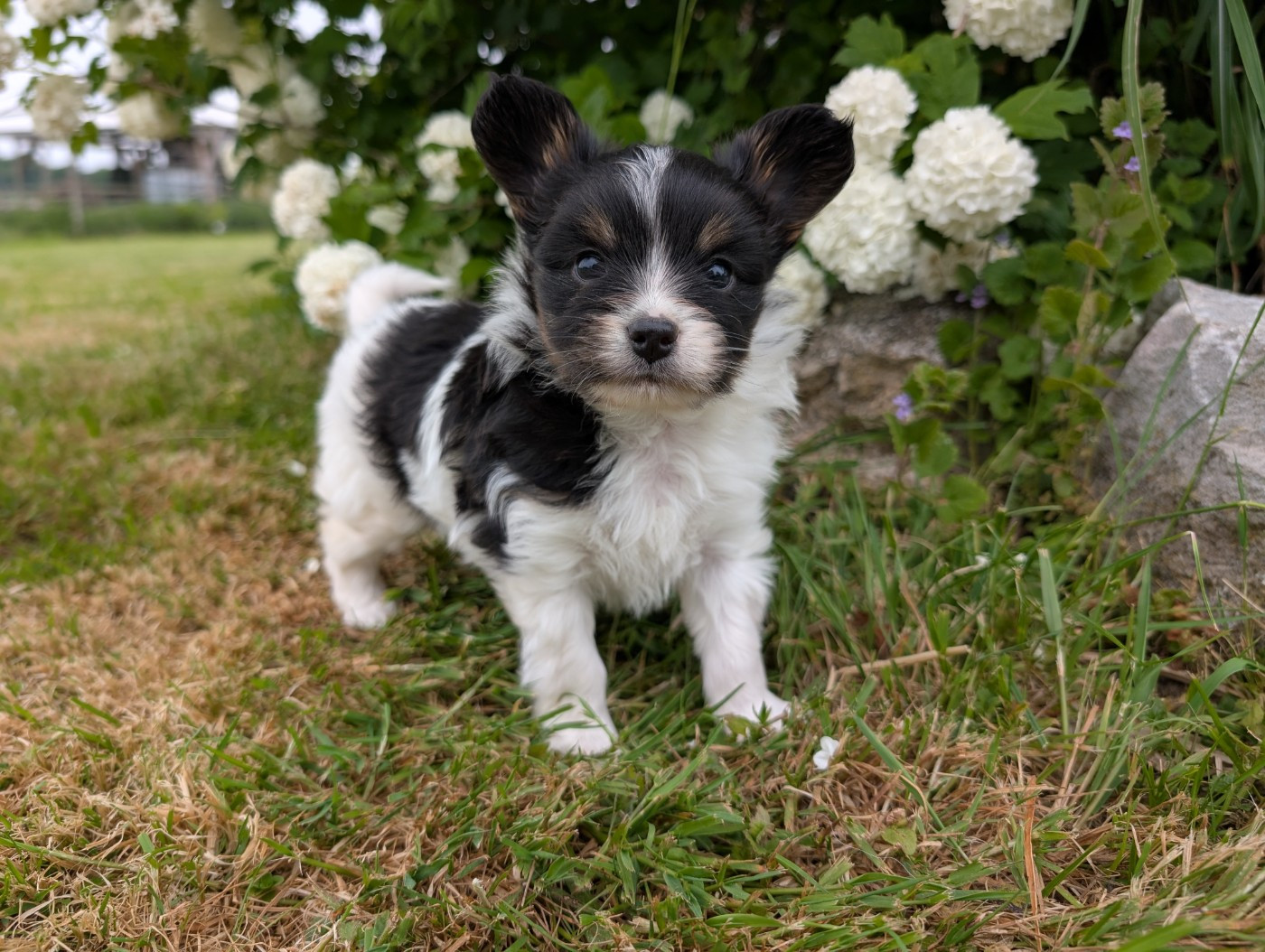 Des Perles Du Rangen - Chiots disponibles - Epagneul nain Continental (Papillon)