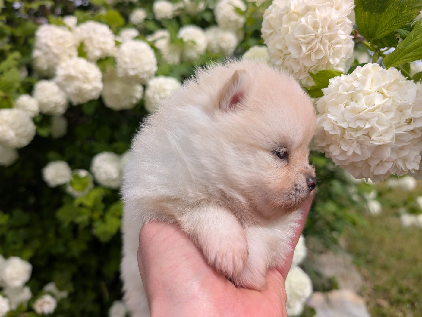 Des Perles Du Rangen - Chiots disponibles - Spitz allemand