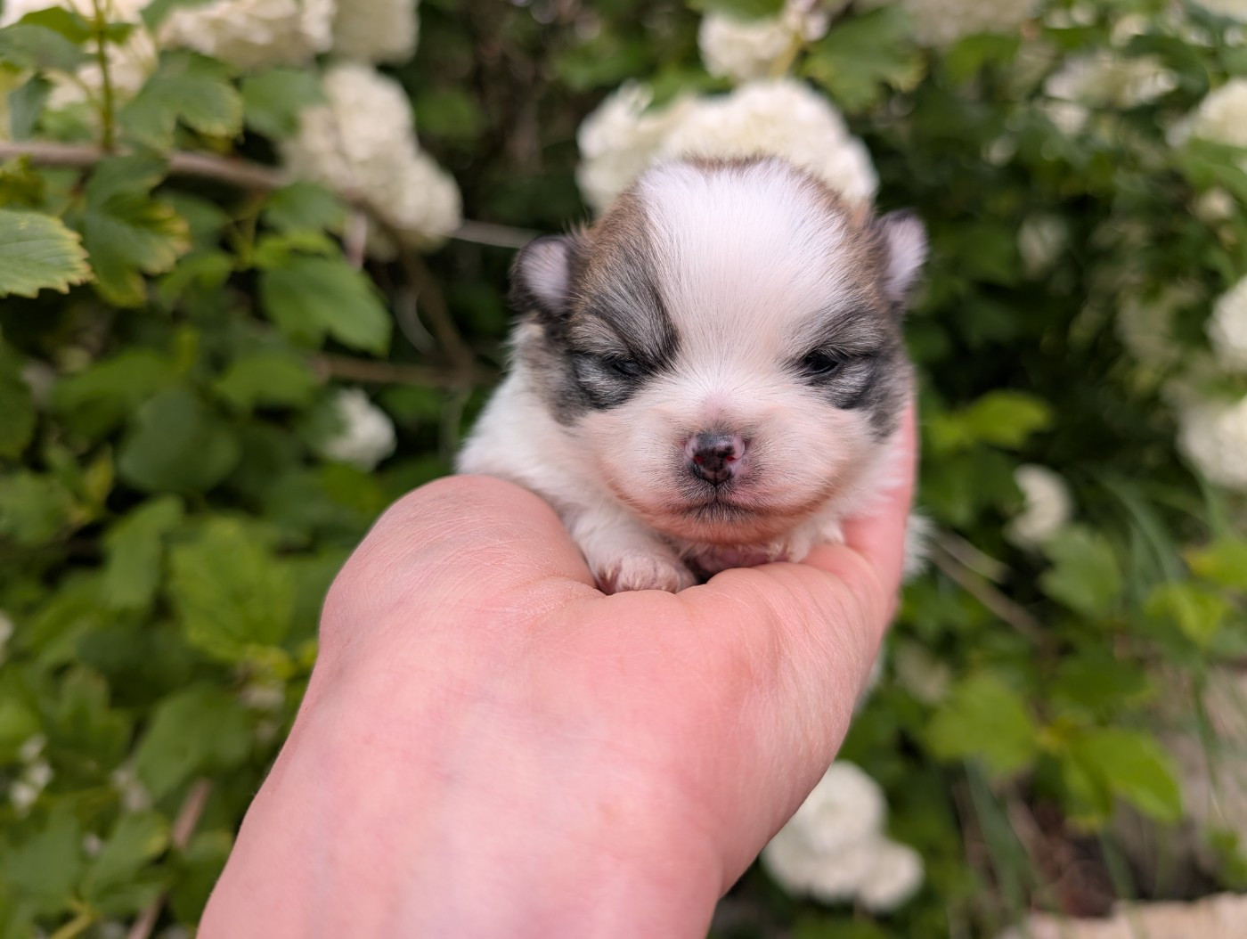 Des Perles Du Rangen - Chiots disponibles - Spitz allemand