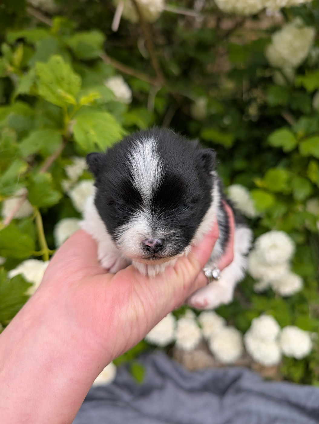 Des Perles Du Rangen - Chiots disponibles - Spitz allemand