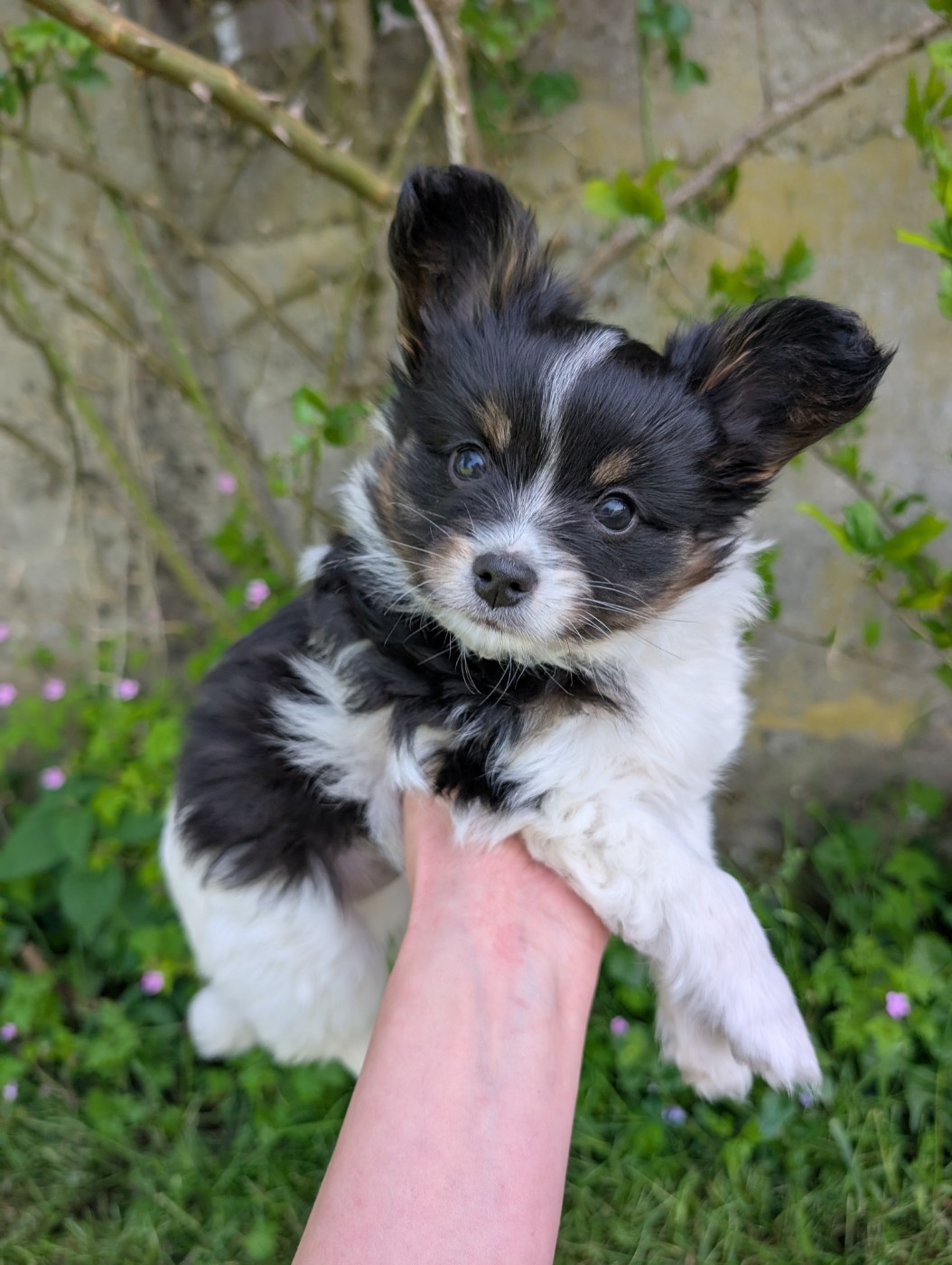 Des Perles Du Rangen - Chiots disponibles - Epagneul nain Continental (Papillon)