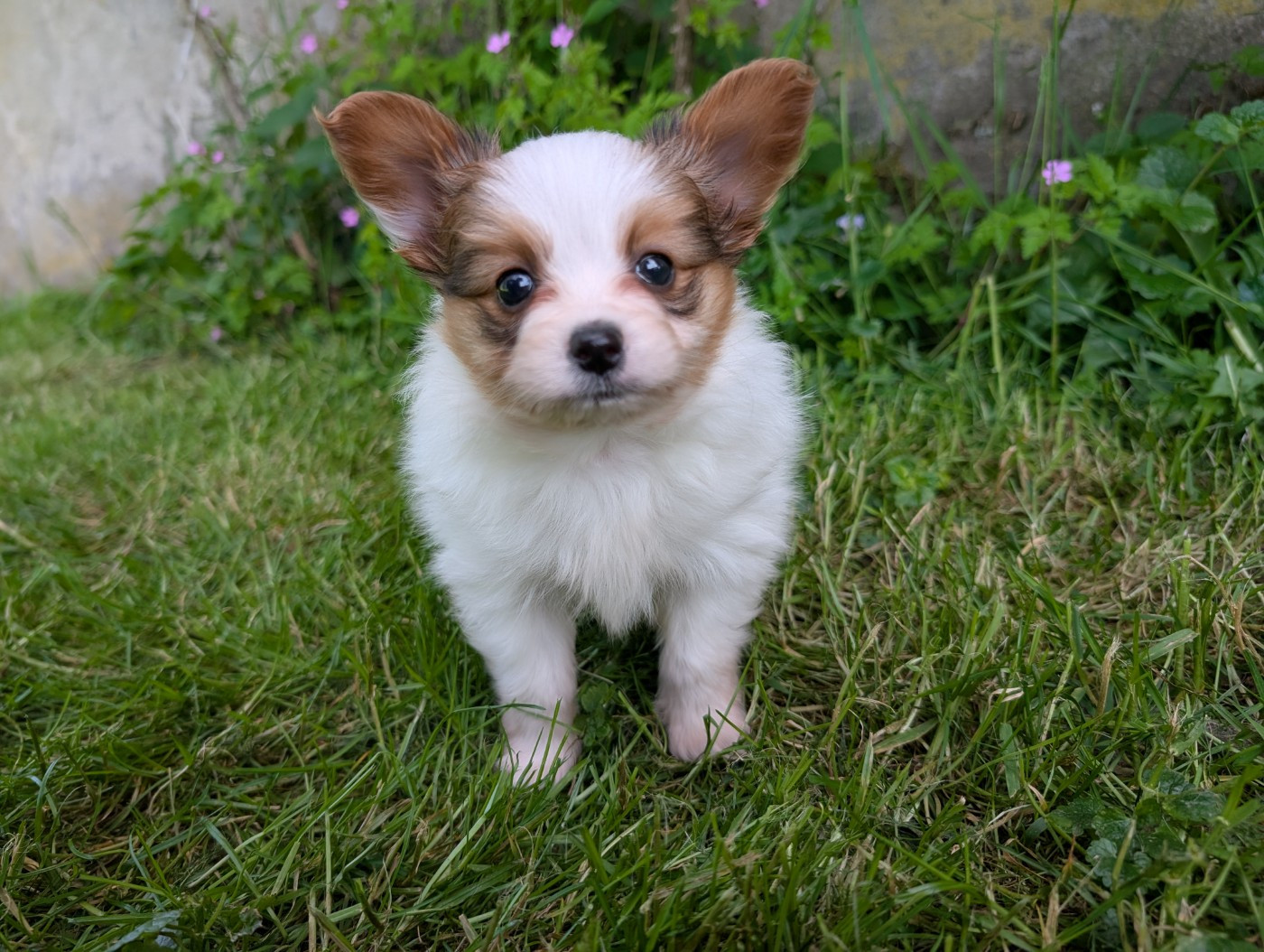 Des Perles Du Rangen - Chiots disponibles - Epagneul nain Continental (Papillon)