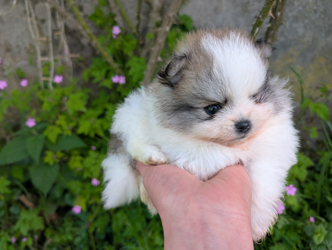 Des Perles Du Rangen - Chiots disponibles - Spitz allemand