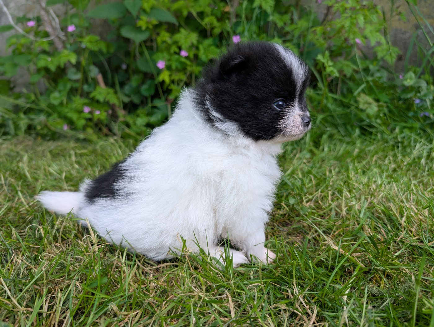 Des Perles Du Rangen - Chiots disponibles - Spitz allemand
