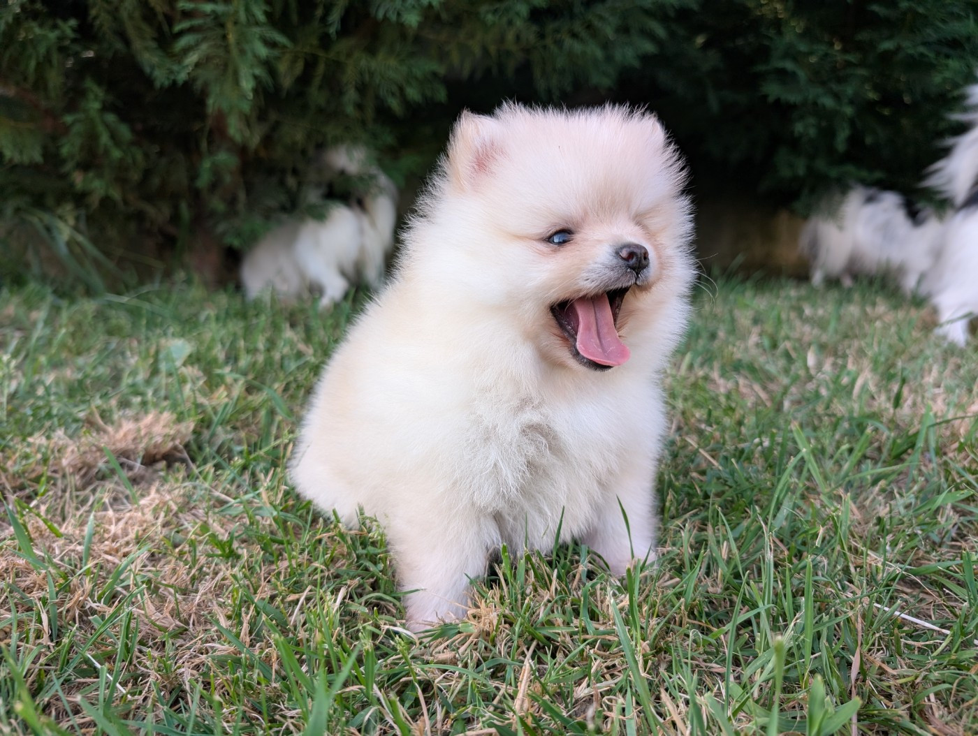 Des Perles Du Rangen - Chiots disponibles - Spitz allemand