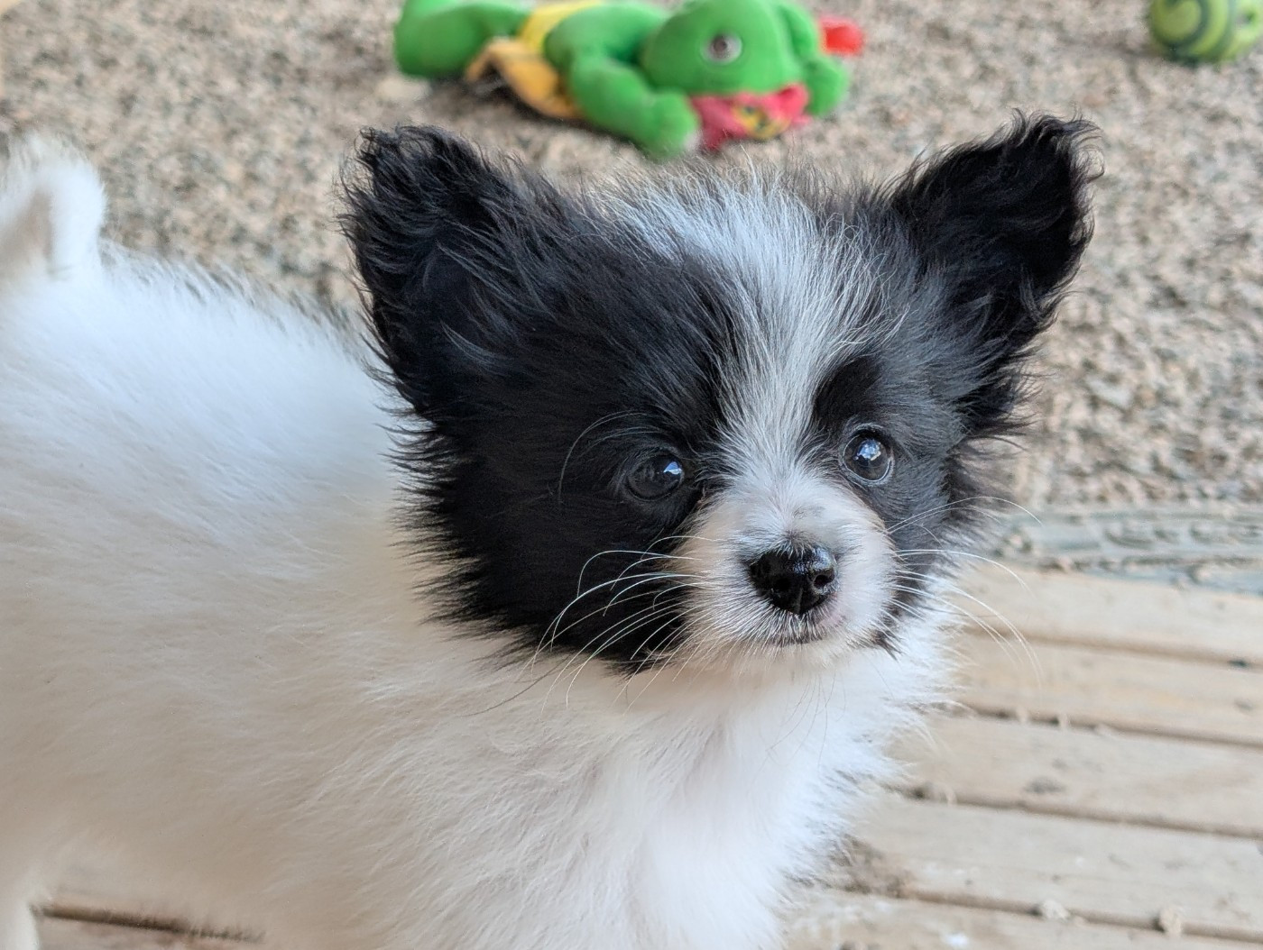 Des Perles Du Rangen - Chiots disponibles - Epagneul nain Continental (Papillon)