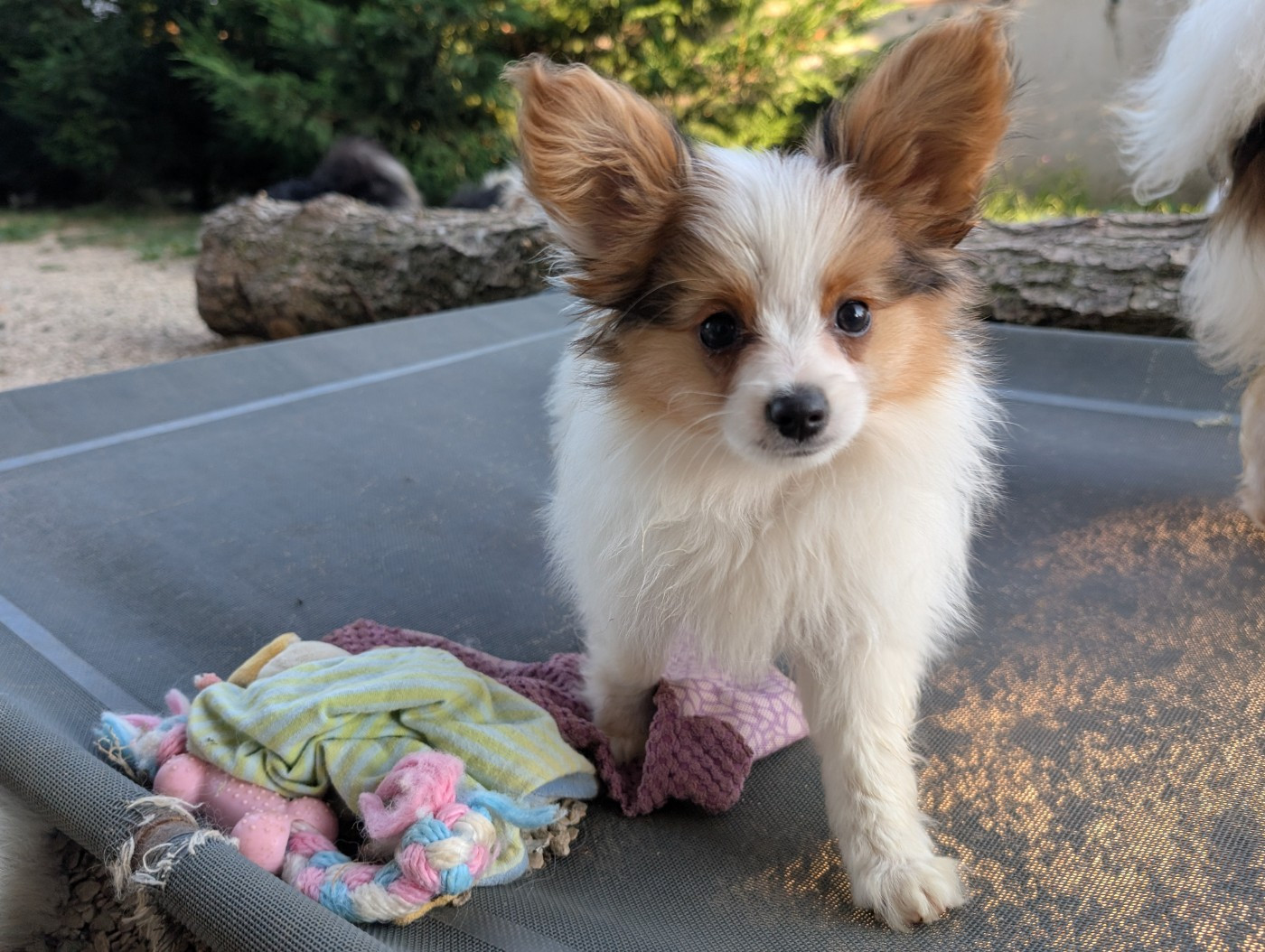Des Perles Du Rangen - Chiots disponibles - Epagneul nain Continental (Papillon)