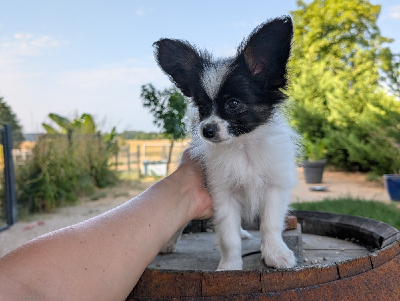 Des Perles Du Rangen - Chiots disponibles - Epagneul nain Continental (Papillon)