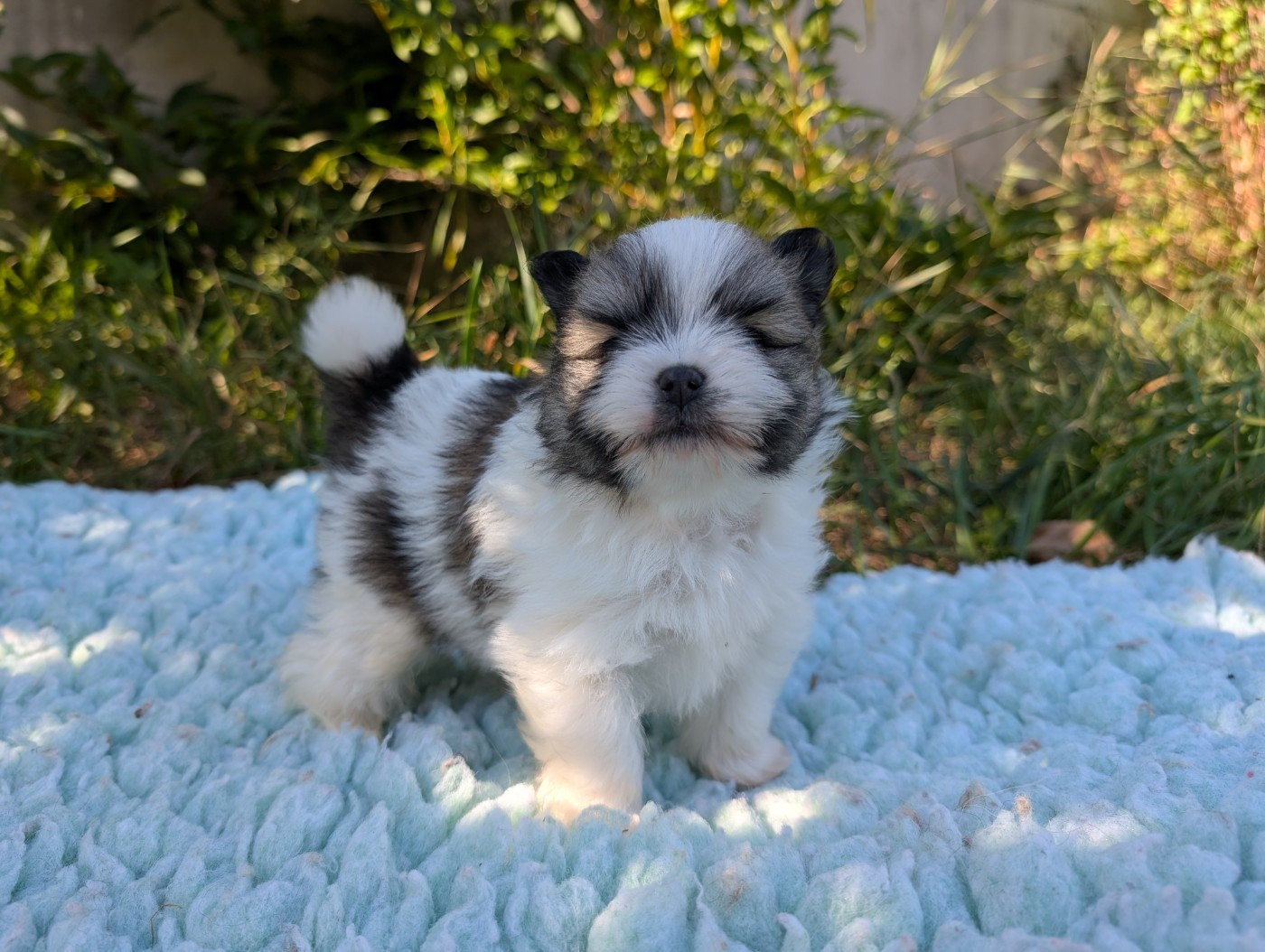 Des Perles Du Rangen - Chiots disponibles - Spitz allemand