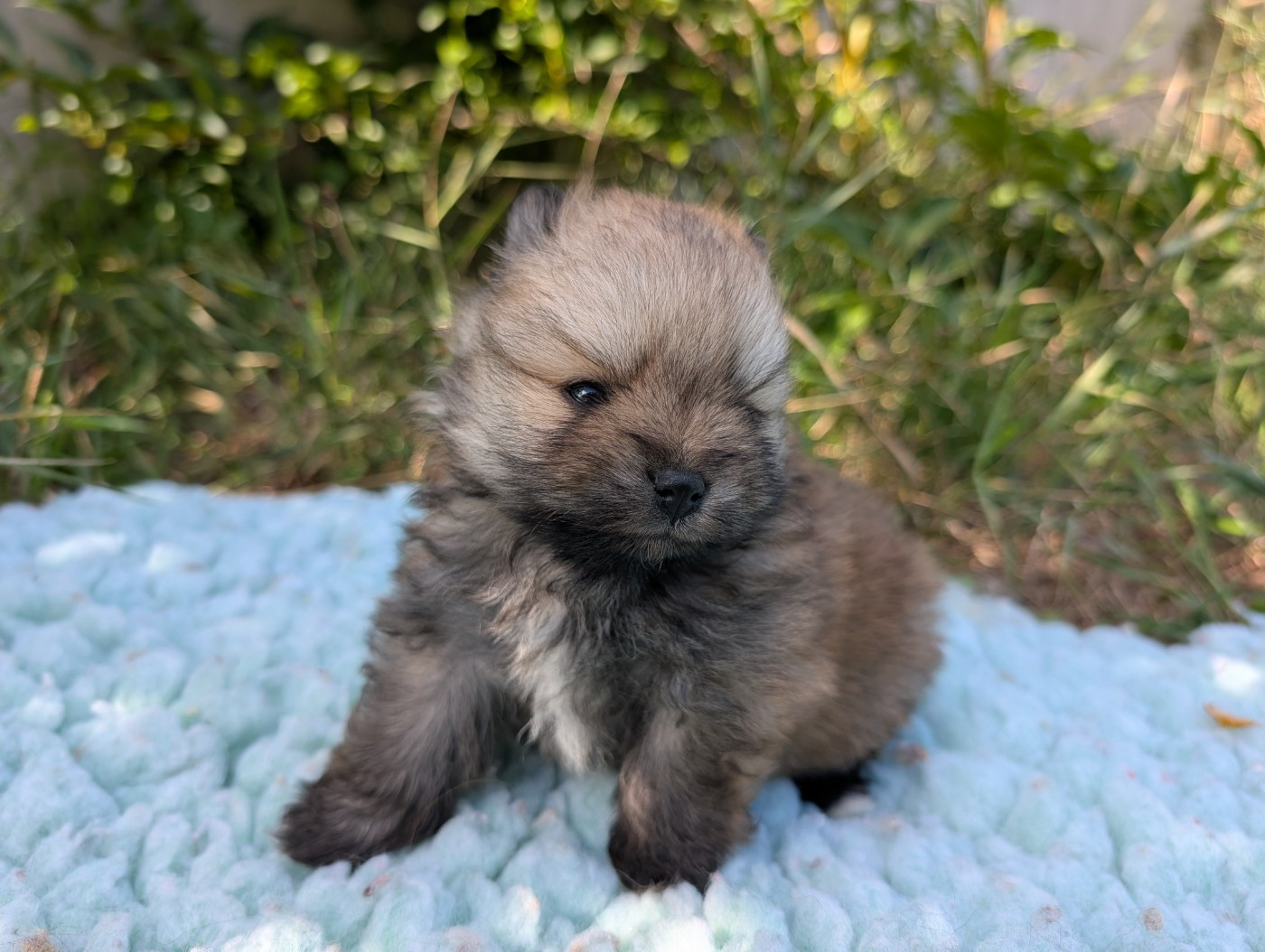 Des Perles Du Rangen - Chiots disponibles - Spitz allemand