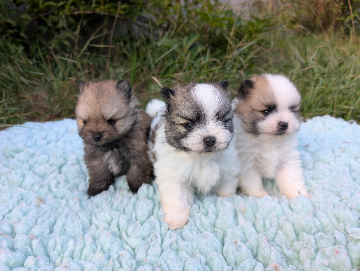Chiot Spitz allemand Des Perles Du Rangen
