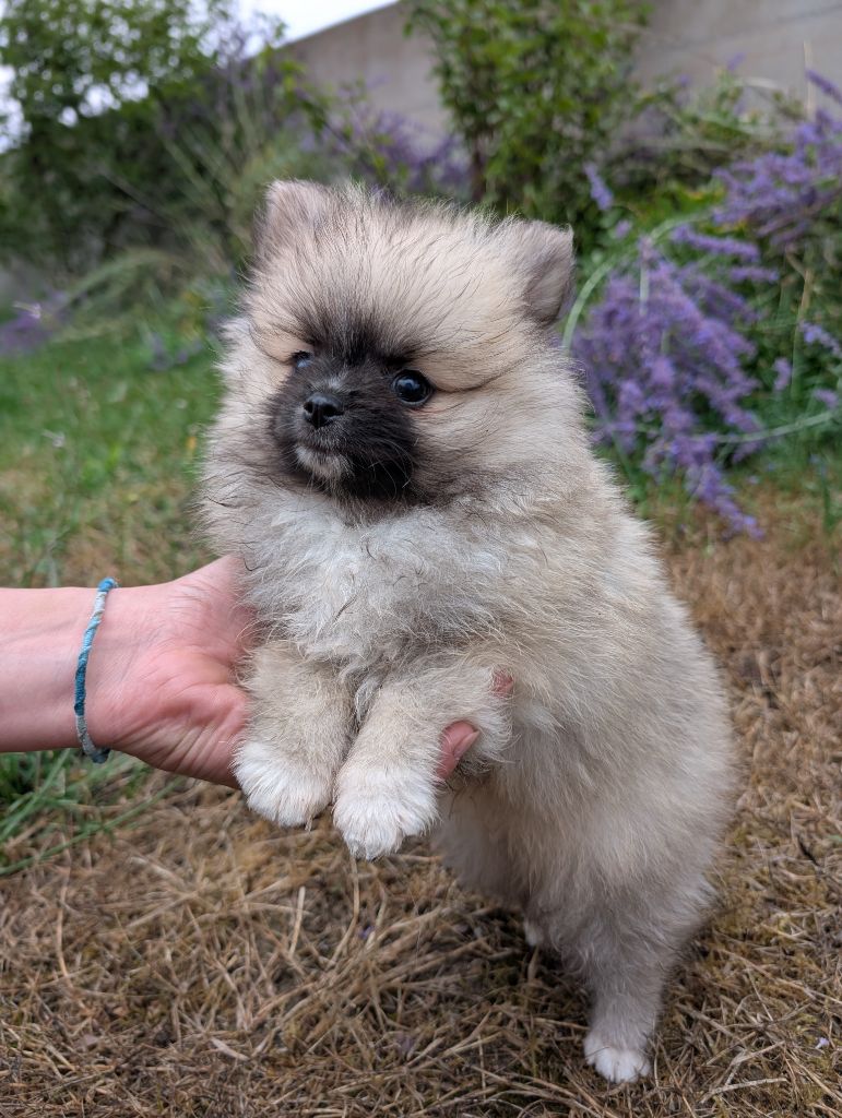 Des Perles Du Rangen - Chiots disponibles - Spitz allemand
