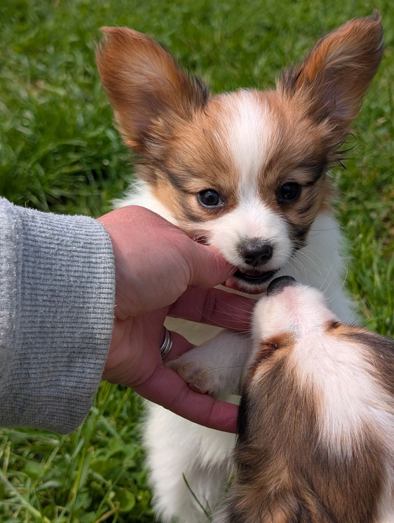 Des Perles Du Rangen - Chiots disponibles - Epagneul nain Continental (Papillon)
