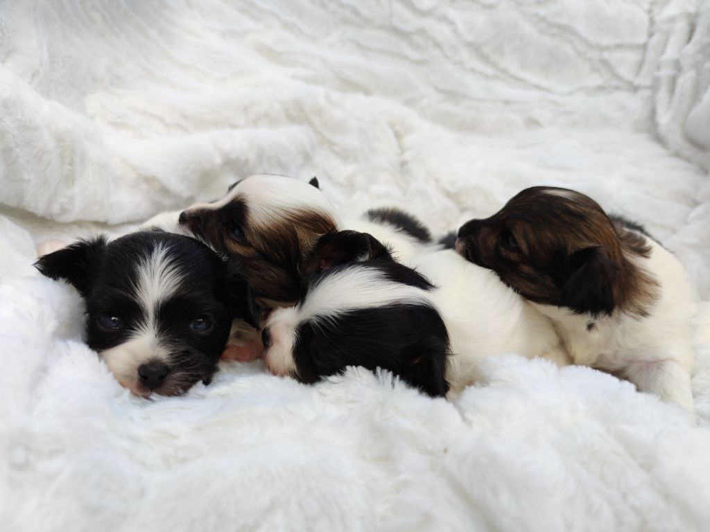 Chiot Epagneul nain Continental (Papillon) Des Perles Du Rangen