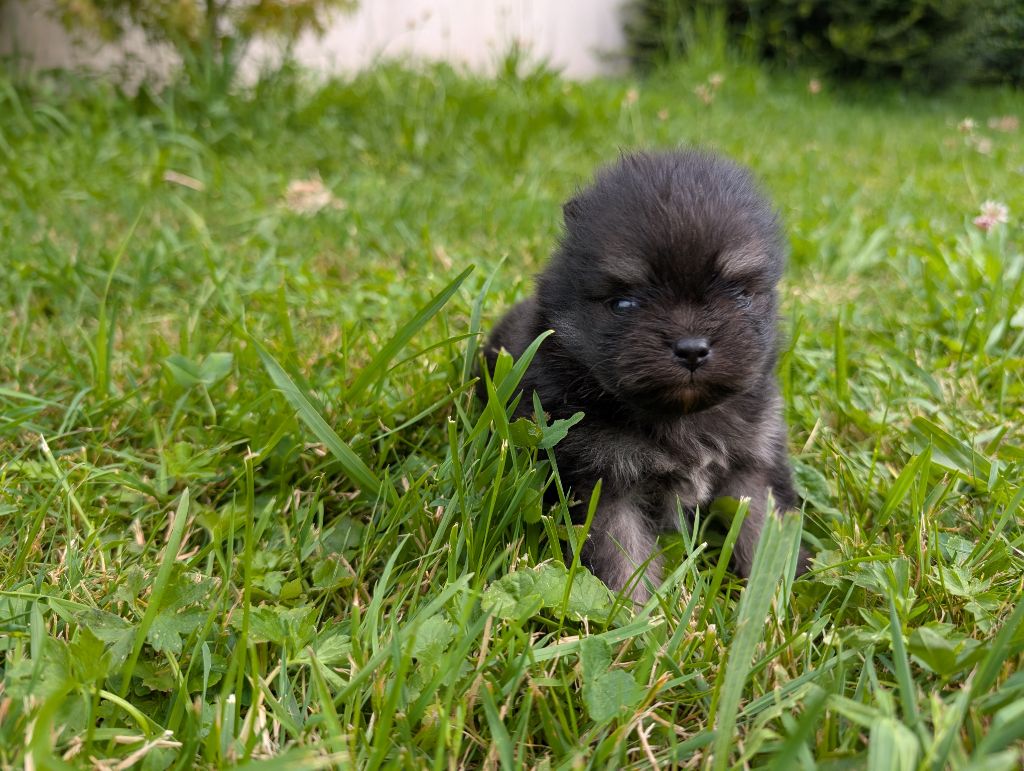 Des Perles Du Rangen - Chiots disponibles - Spitz allemand