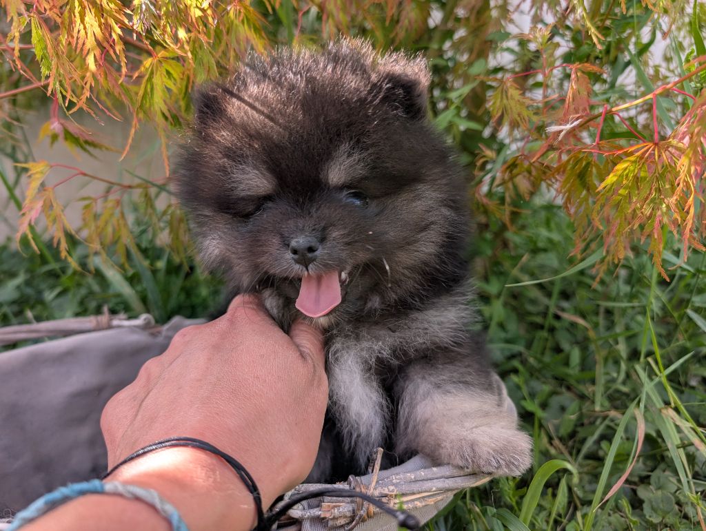 Des Perles Du Rangen - Chiots disponibles - Spitz allemand