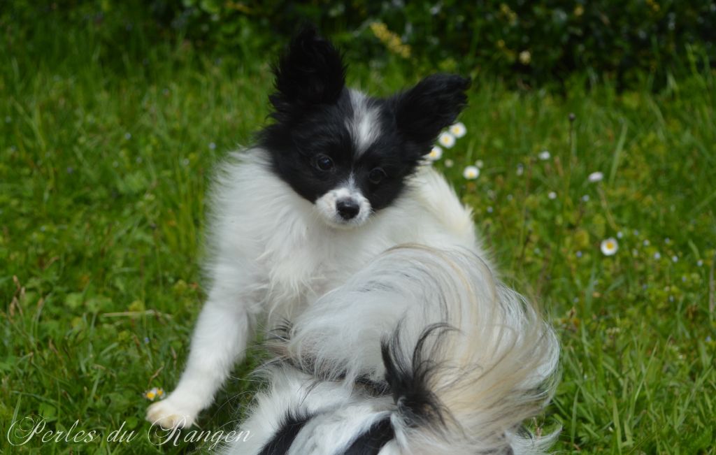 Des Perles Du Rangen - Epagneul nain Continental (Papillon) - Portée née le 19/01/2024