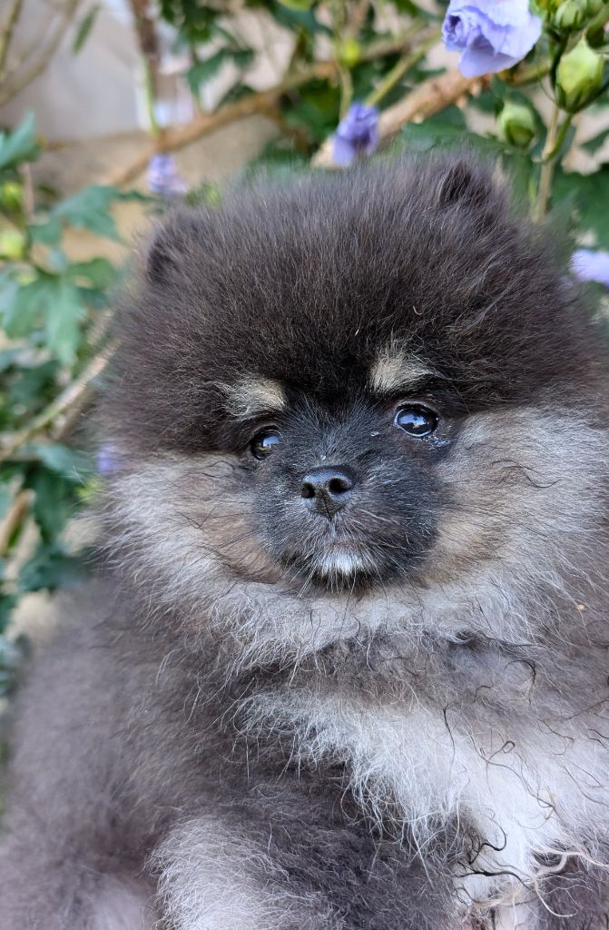 Des Perles Du Rangen - Chiots disponibles - Spitz allemand